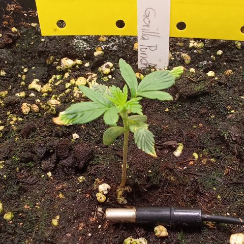 Gorilla Punch  growlog timeline photo
