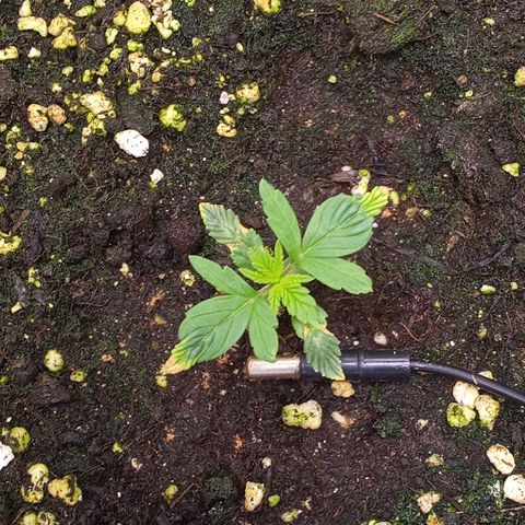 Gorilla Punch  growlog timeline photo