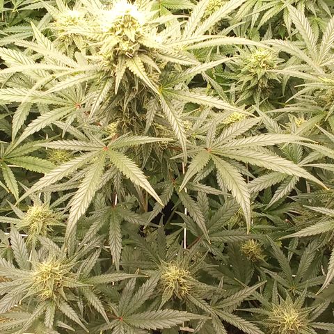 Zkittlez automatik  growlog timeline photo