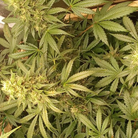 Banana Purple Punch growlog timeline photo
