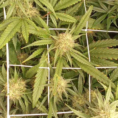 Strawberry Gorilla automatik  growlog timeline photo