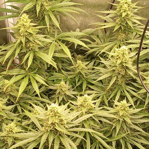 Strawberry Banana automatik  growlog timeline photo