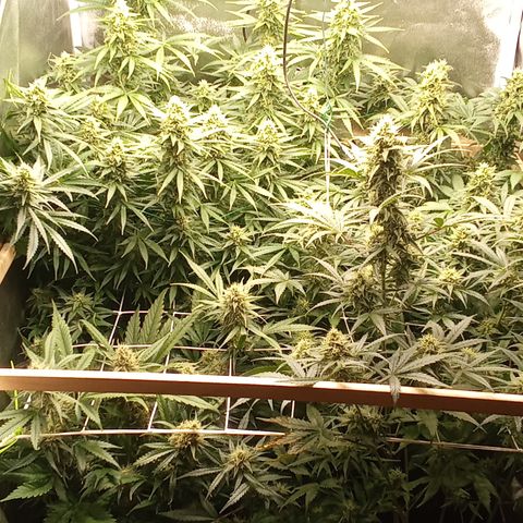 Strawberry Gorilla automatik  growlog timeline photo
