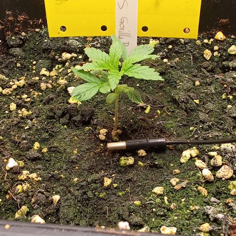 Gorilla Punch  growlog timeline photo