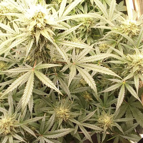 Zkittlez automatik  growlog timeline photo