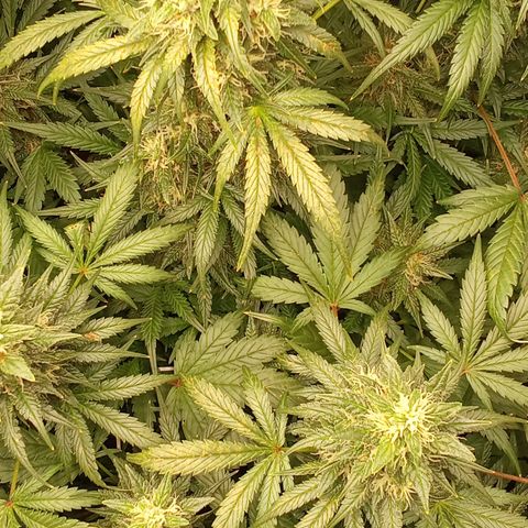 Banana Purple Punch growlog timeline photo