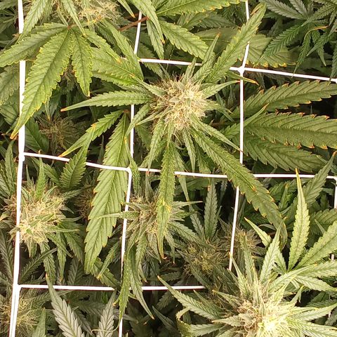 Strawberry Gorilla automatik  growlog timeline photo
