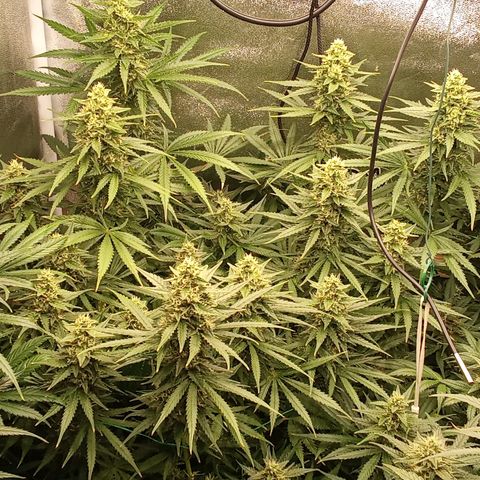 Strawberry Banana automatik  growlog timeline photo