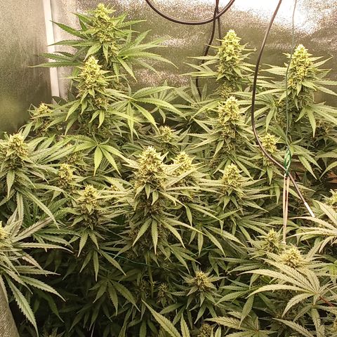 Strawberry Banana automatik  growlog timeline photo