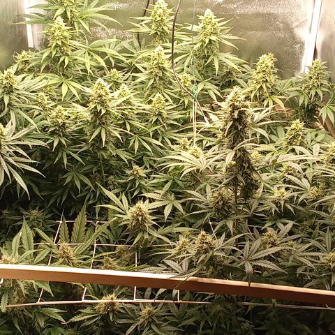 Strawberry Gorilla automatik  growlog timeline photo
