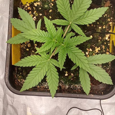 Gorilla Punch  growlog timeline photo