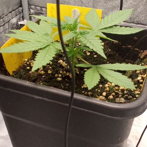 Gorilla Punch  growlog timeline photo