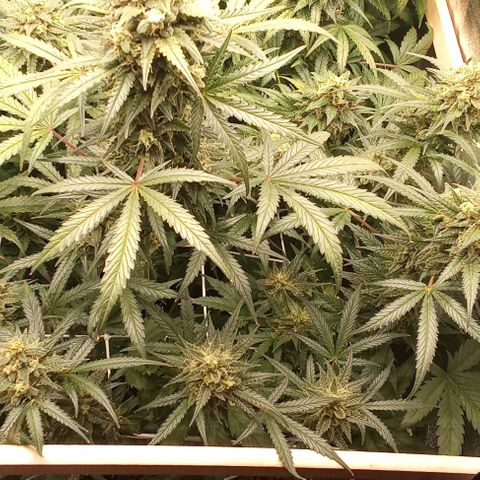 Zkittlez automatik  growlog timeline photo