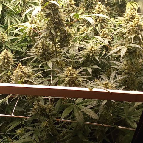 Zkittlez automatik  growlog timeline photo