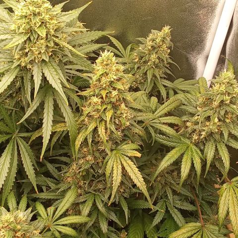 Banana Purple Punch growlog timeline photo