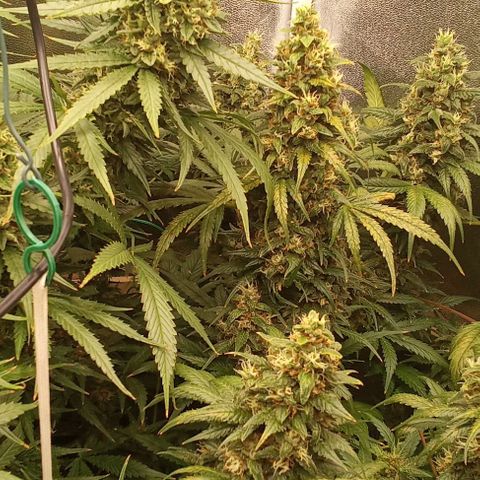 Banana Purple Punch growlog timeline photo