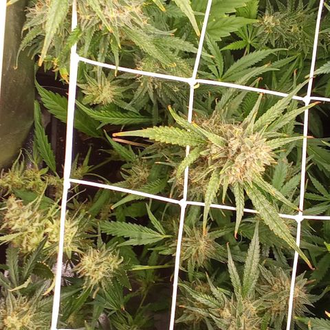 Strawberry Gorilla automatik  growlog timeline photo