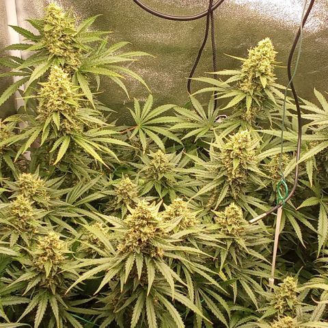 Strawberry Banana automatik  growlog timeline photo
