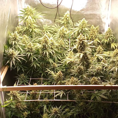 Strawberry Banana automatik  growlog timeline photo