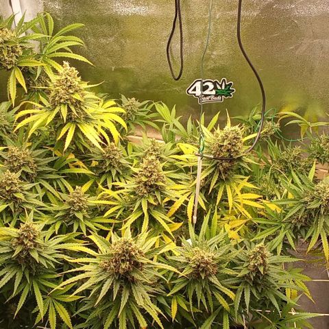 Strawberry Banana automatik  growlog timeline photo