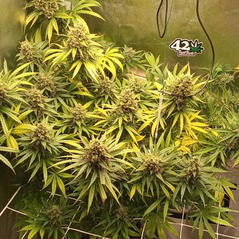 Strawberry Banana automatik  growlog timeline photo