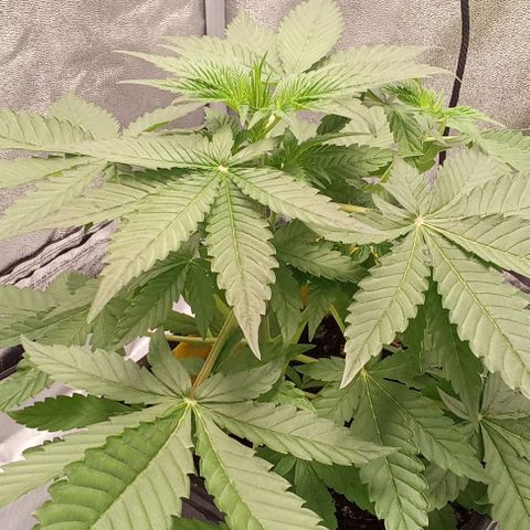 Gorilla Punch  growlog timeline photo