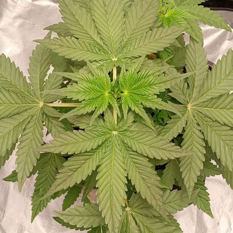 Gorilla Punch  growlog timeline photo