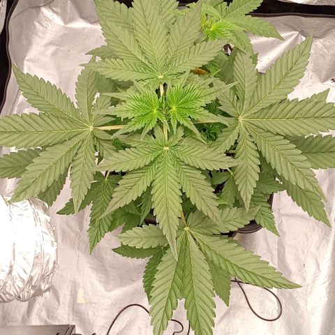Gorilla Punch  growlog timeline photo