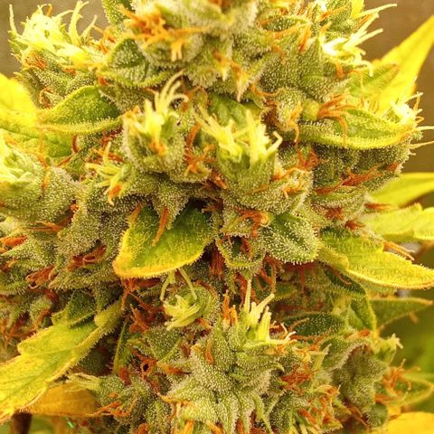 Strawberry Banana automatik  growlog timeline photo