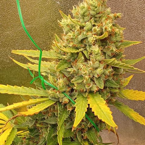 Strawberry Banana automatik  growlog timeline photo
