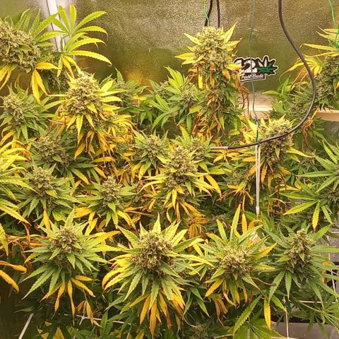 Strawberry Banana automatik  growlog timeline photo