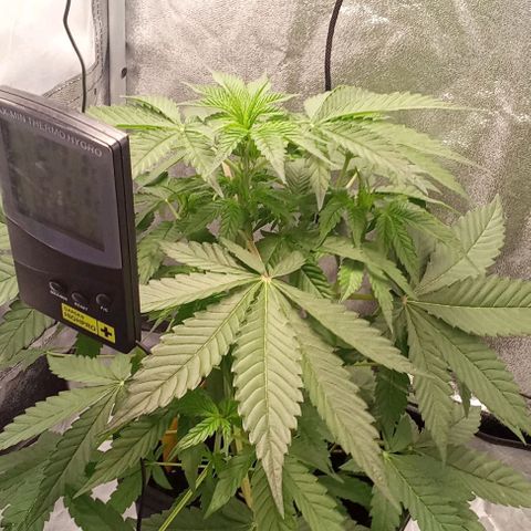 Gorilla Punch  growlog timeline photo