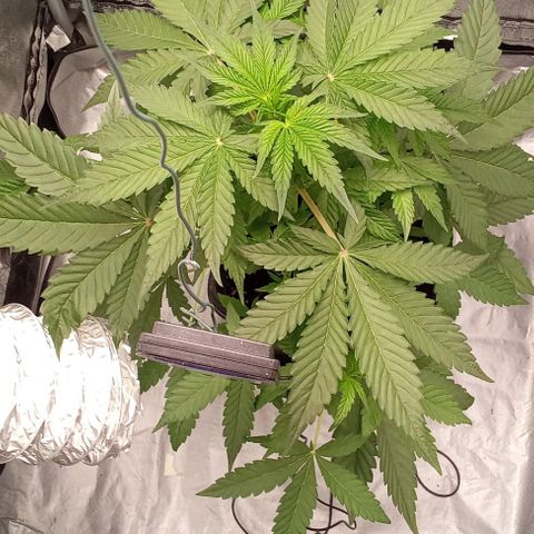 Gorilla Punch  growlog timeline photo