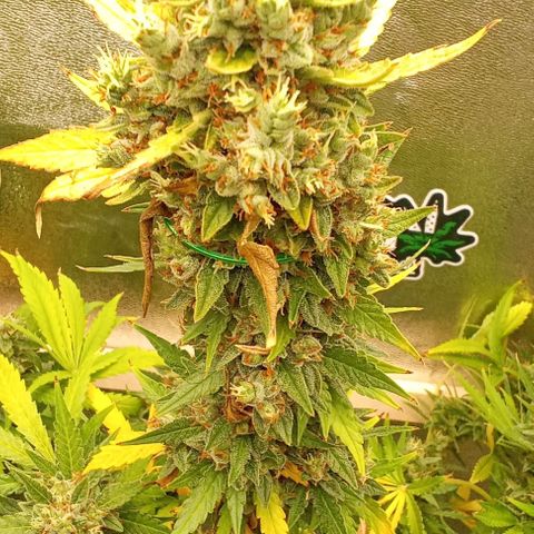 Strawberry Banana automatik  growlog timeline photo