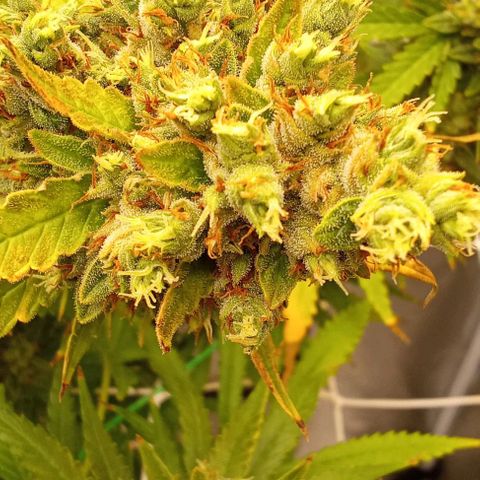 Strawberry Banana automatik  growlog timeline photo