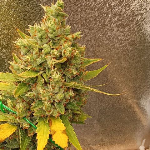 Strawberry Banana automatik  growlog timeline photo