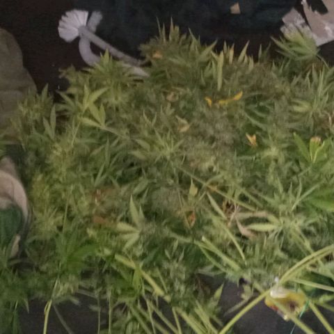 Strawberry Banana automatik  growlog timeline photo