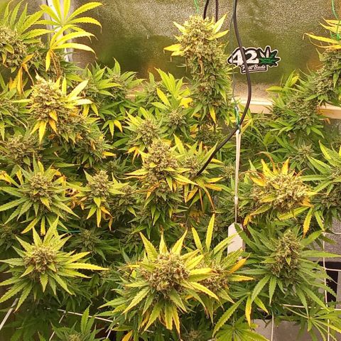 Strawberry Banana automatik  growlog timeline photo