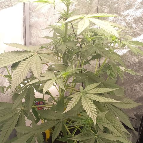 Gorilla Punch  growlog timeline photo