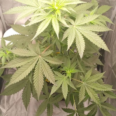 Gorilla Punch  growlog timeline photo
