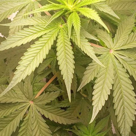 Gorilla Punch  growlog timeline photo