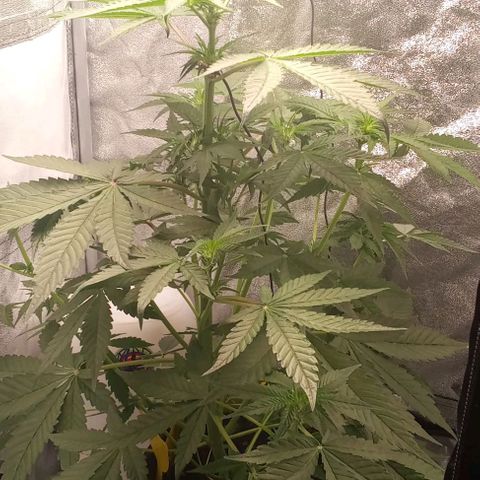 Gorilla Punch  growlog timeline photo