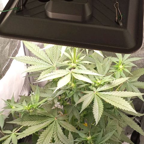 Gorilla Punch  growlog timeline photo