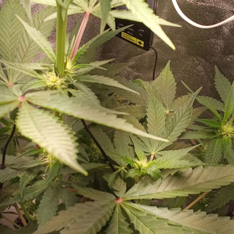 Gorilla Punch  growlog timeline photo