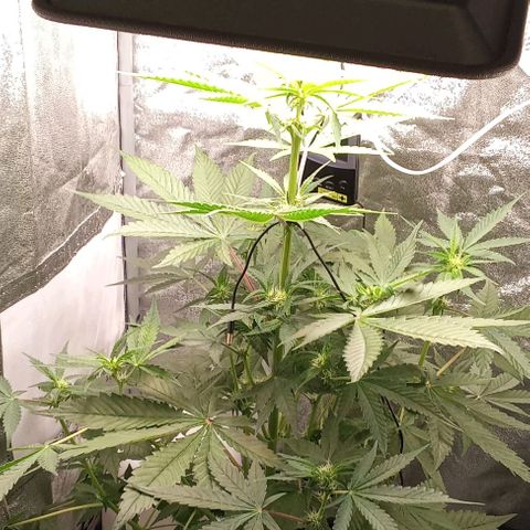 Gorilla Punch  growlog timeline photo