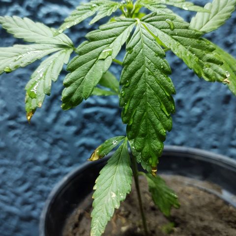 Genética desconocida growlog photo: Recien Trasplantada a maceta con su tierra de jardinera donde crecio.