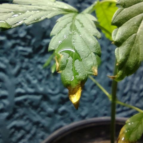 Genética desconocida growlog photo: Recien Trasplantada a maceta con su tierra de jardinera donde crecio.