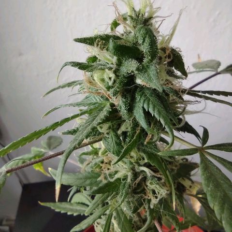 Genética desconocida growlog photo: Aprox con 4 mese y medio de vida.
En floración apartir aprox del 3er mes.
Nació en area verde de la entrada de mi fracc. Se ha mantenido bien, se h recuperado de mi ignorancia, de la primer semana. Aunque me interesa saber sobre el amarillo de sus hojas.