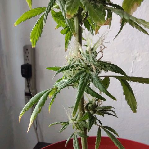 Genética desconocida growlog photo: Aprox con 4 mese y medio de vida.
En floración apartir aprox del 3er mes.
Nació en area verde de la entrada de mi fracc. Se ha mantenido bien, se h recuperado de mi ignorancia, de la primer semana. Aunque me interesa saber sobre el amarillo de sus hojas.