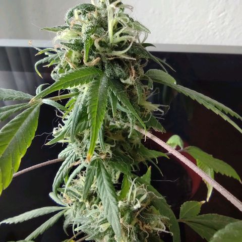 Genética desconocida growlog photo: Aprox con 4 mese y medio de vida.
En floración apartir aprox del 3er mes.
Nació en area verde de la entrada de mi fracc. Se ha mantenido bien, se h recuperado de mi ignorancia, de la primer semana. Aunque me interesa saber sobre el amarillo de sus hojas.